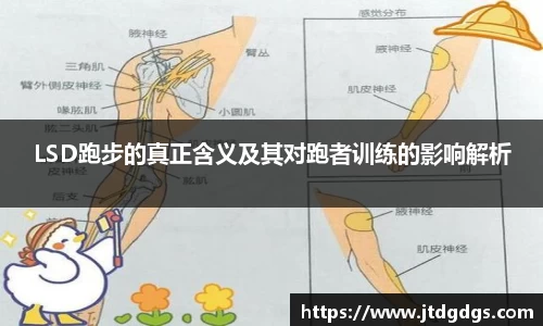 LSD跑步的真正含义及其对跑者训练的影响解析